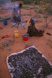 botswana
